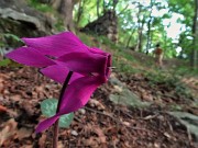 16 Ciclamini in fiore sul nostro cammino